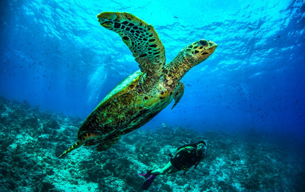 Tortuga carey nadando en las aguas de Maldivas