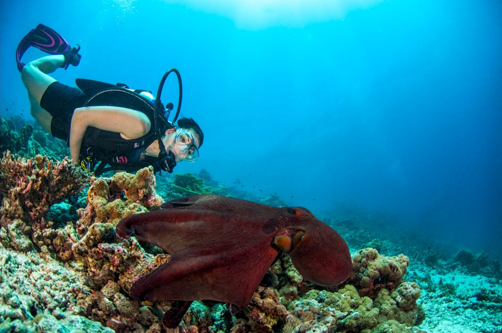 buceador mirando a un pulpo en el arrecife