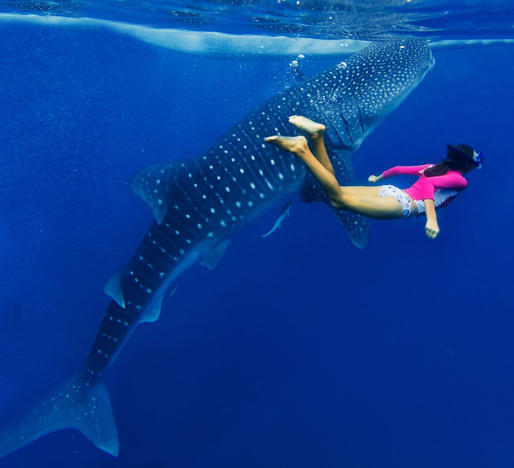 Chica haciendo snorkel con el tiburón ballena en Maldivas