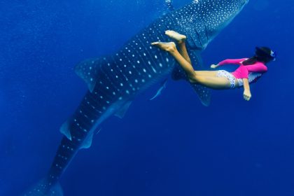 Tiburón ballena en Maldivas