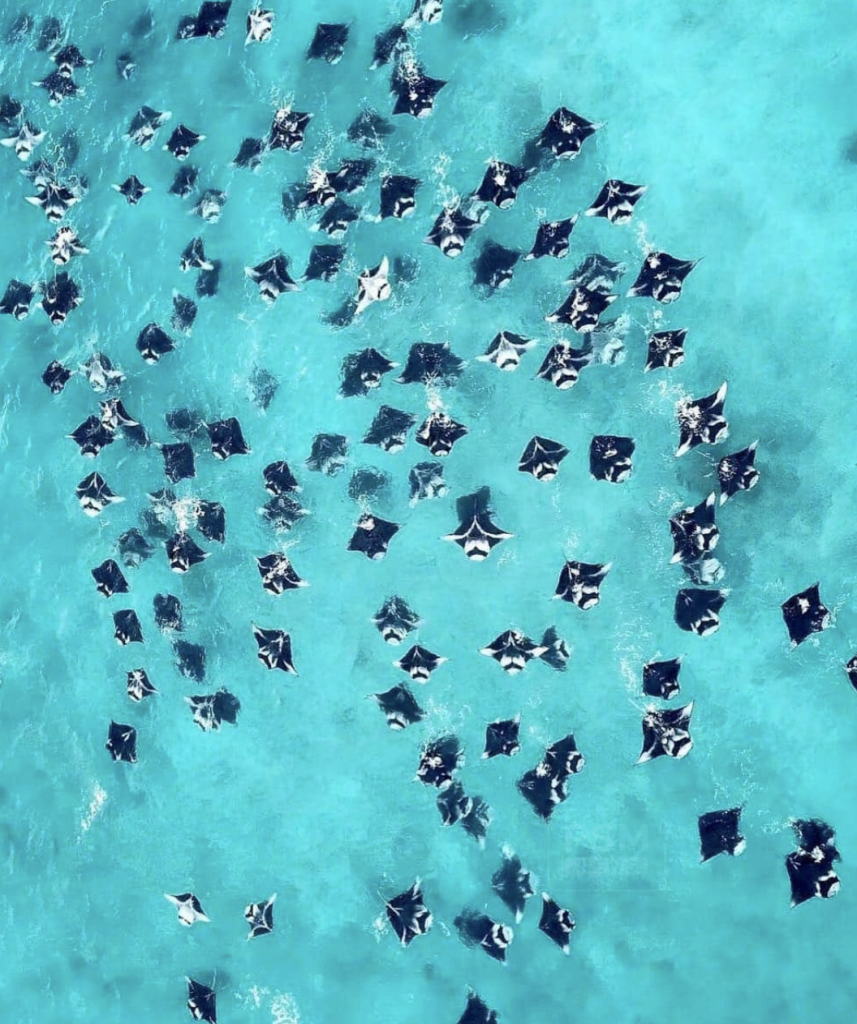  Mantas nadando en Hanifaru Bay 