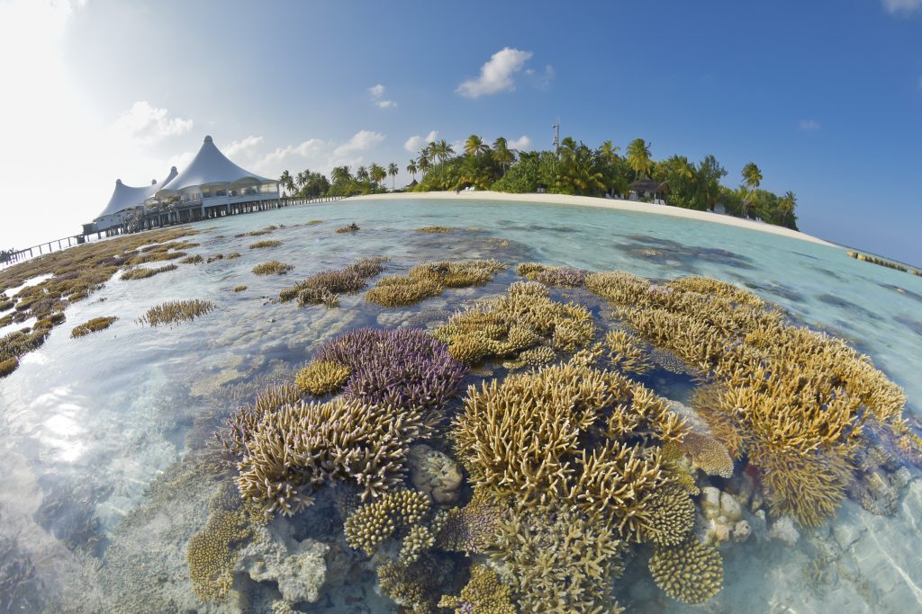 corales sobresaliendo del agua en Safari Island Resort