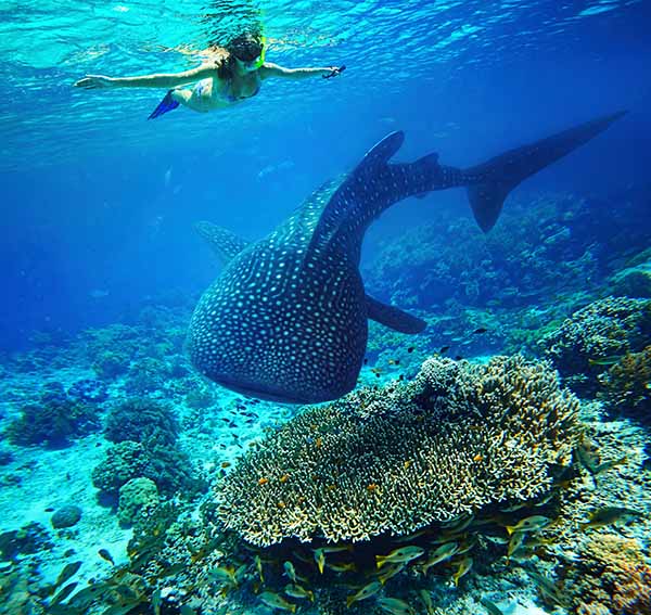 tiburón ballena en el arrecife