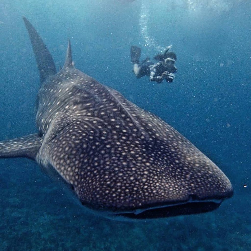 Tiburón ballena en Angsana Velavaru