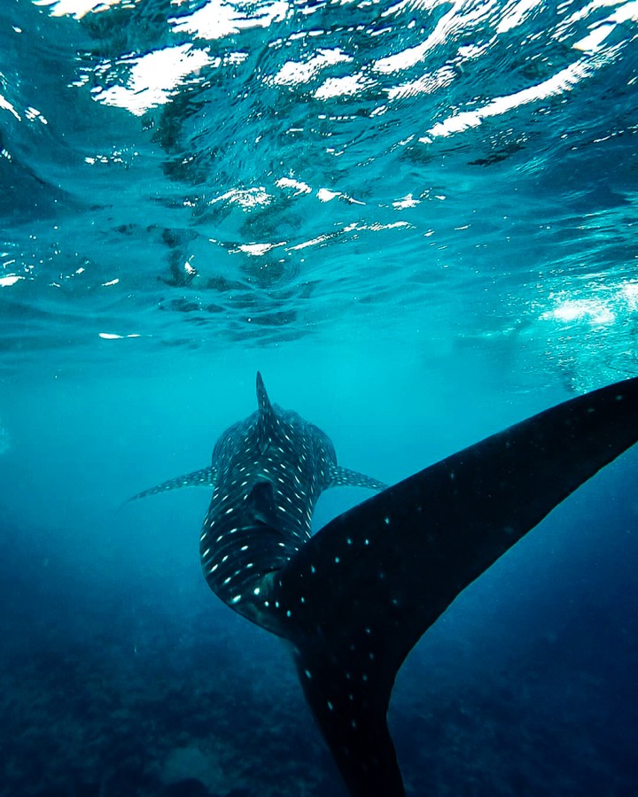 Tiburón ballena nadando en Maldivas