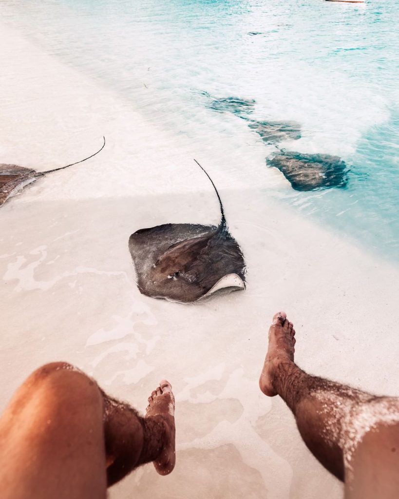 mantas en la orilla de la playa de Maldivas