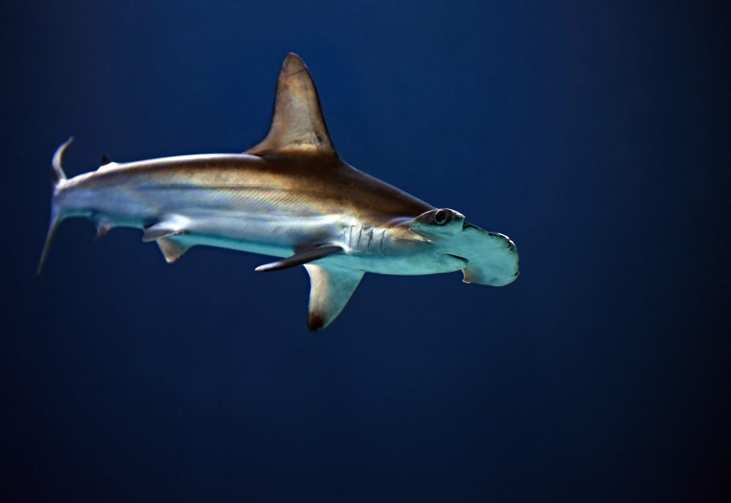 tiburón martillo nadando en el océano