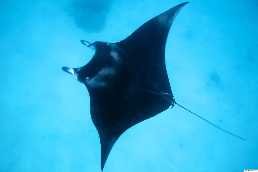 mantarraya nadando en las aguas de Maldivas