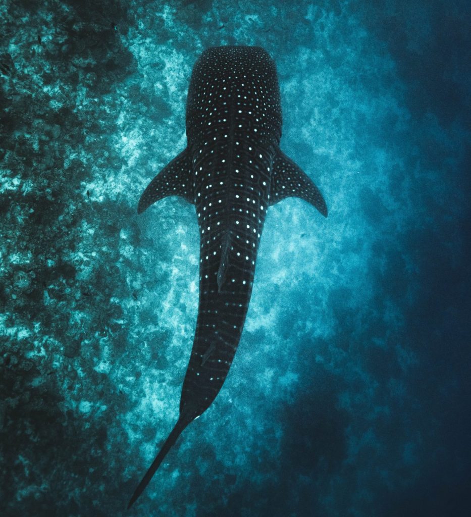 tiburón ballena nadando