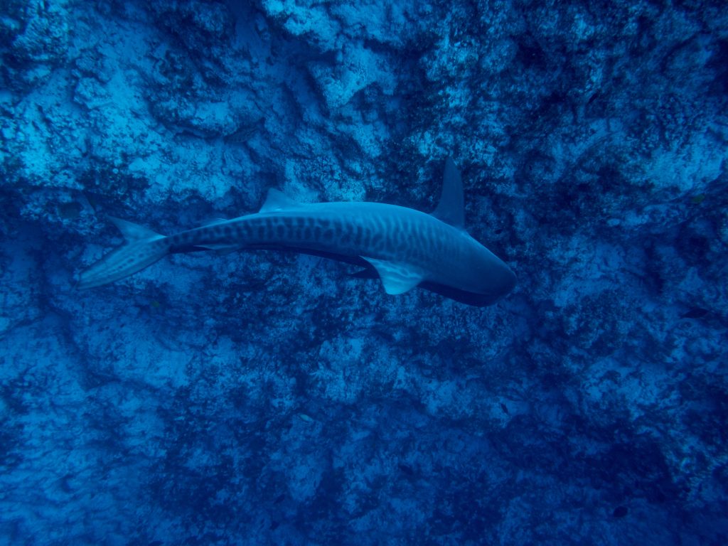 tiburón tigre en las aguas de Maldivas