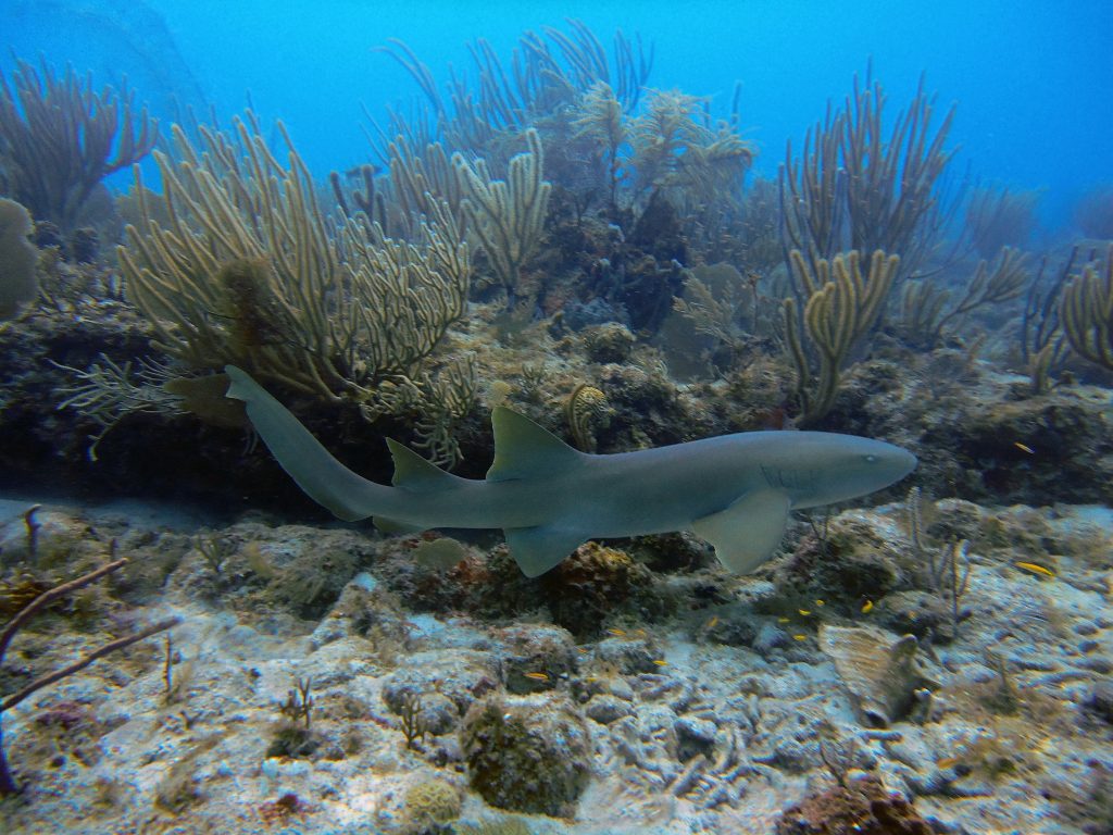 tiburón nodriza nadando en las aguas de Maldivas