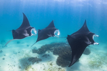 Mantarraya gigantes en Maldivas