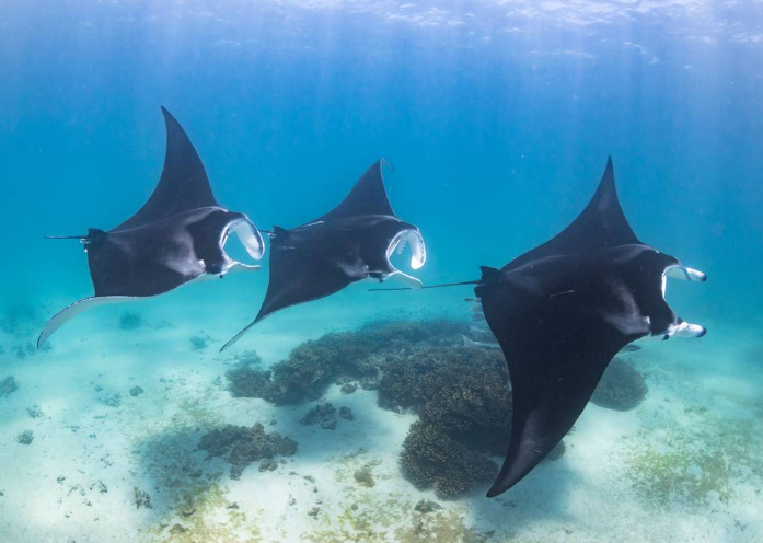 mantas nadando en manta point 