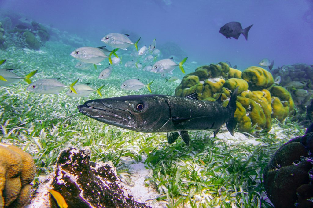 barracuda nadando en el fondo marino