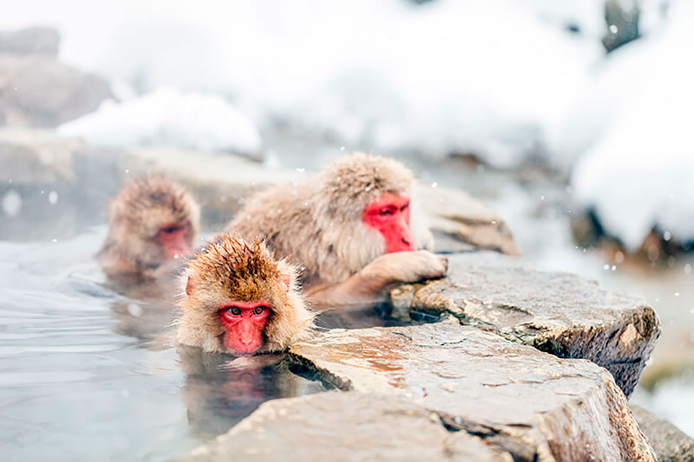 eventos-de-invierno-en-japon