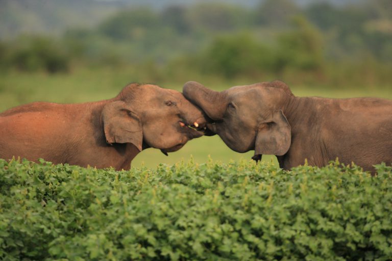 Elefantes en Minneriya National Park