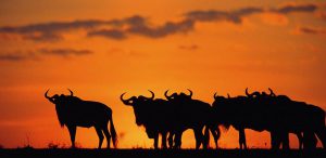 ñu-portada Africa Kenia