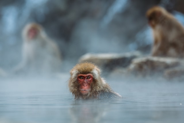 onsen