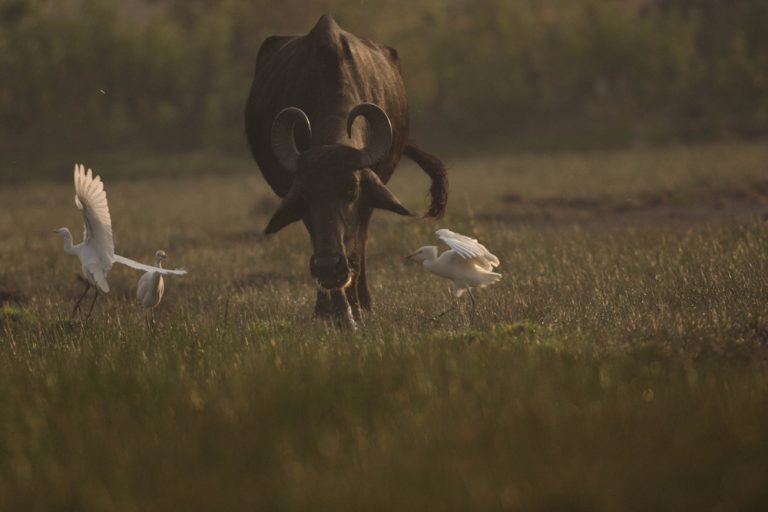 Yala National Park