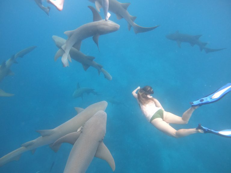 Excursión tiburones de arrecife