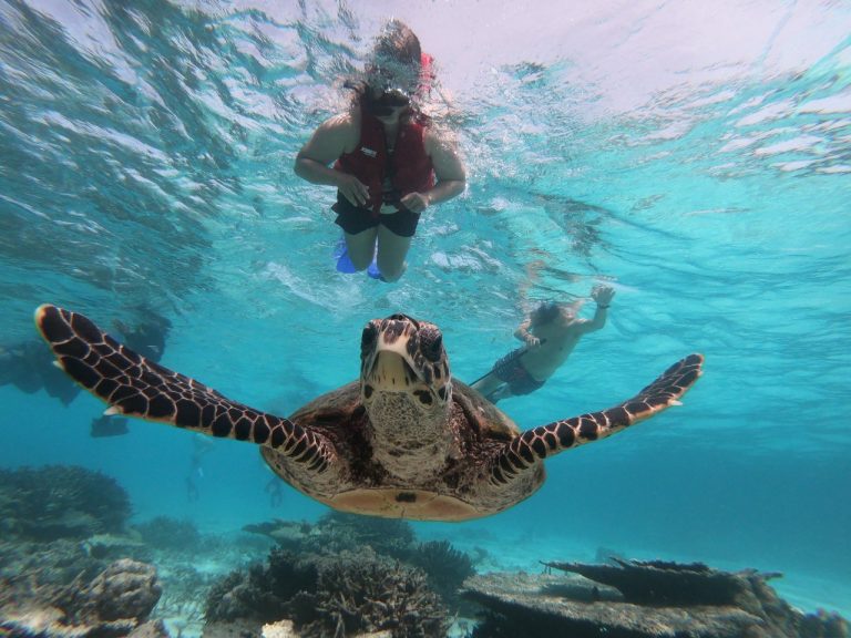 Excursión snorkel con tortugas