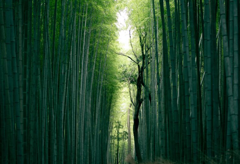 bambu-park-450