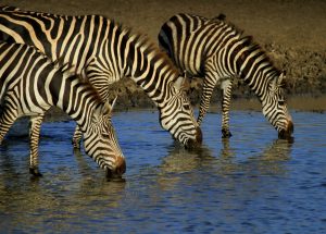 Tanzania-5